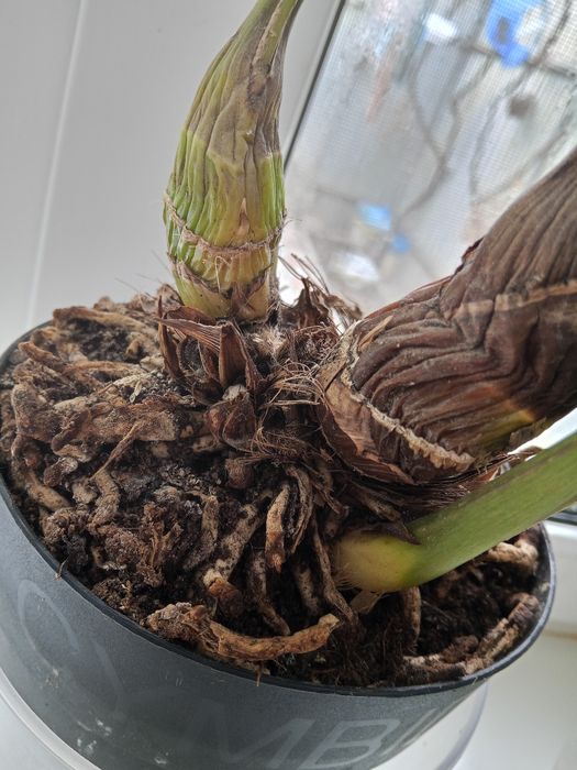 Цікавий по кольору цимбідіум