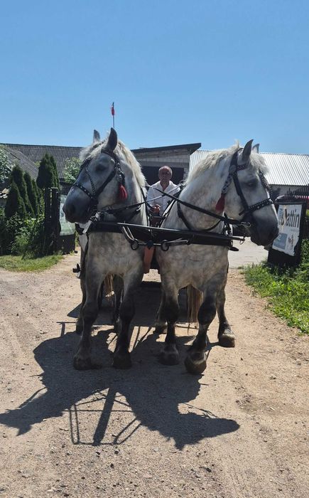 Źrebica ogier szpak