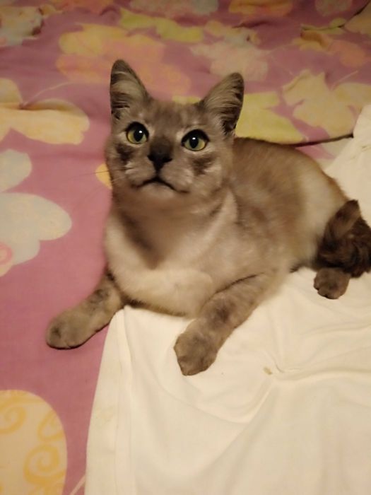 подарую кицьок стерилізованих