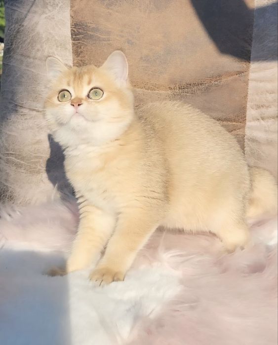 Чарівна дівчинка золота шиншила