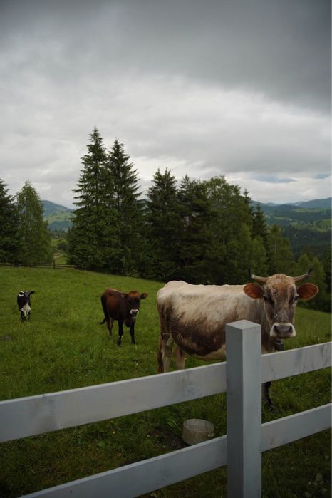 Будинок/ Готель в Карпатах Яблуниця Буковель