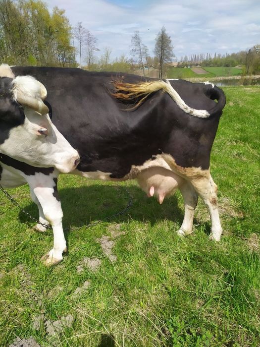 Продам корову Коростишів