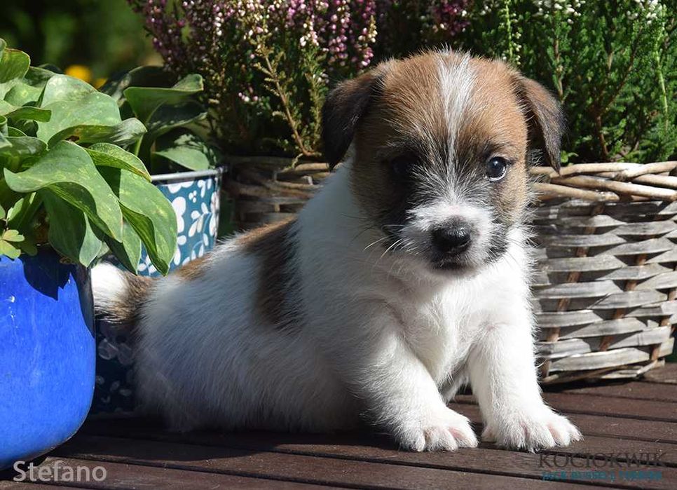 Jack Russell Terrier - piesek STEFANO z rodowodem ZKwP FCI