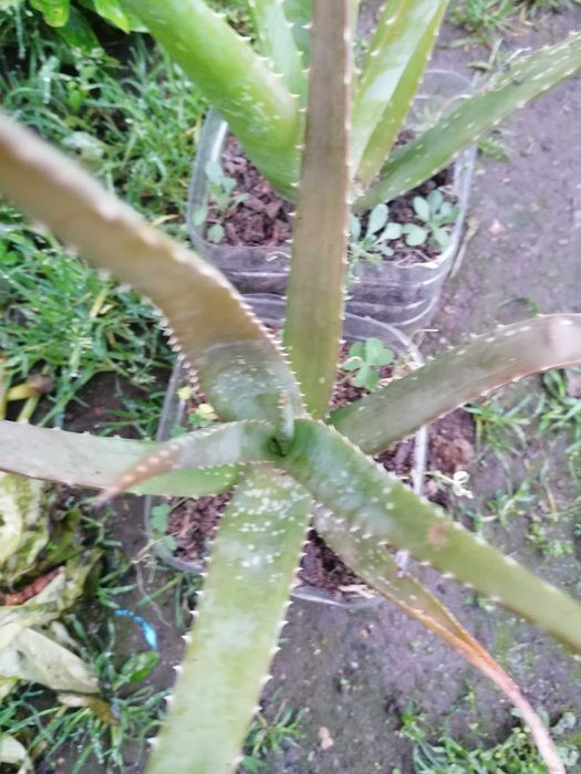 Suculentas aloe vera