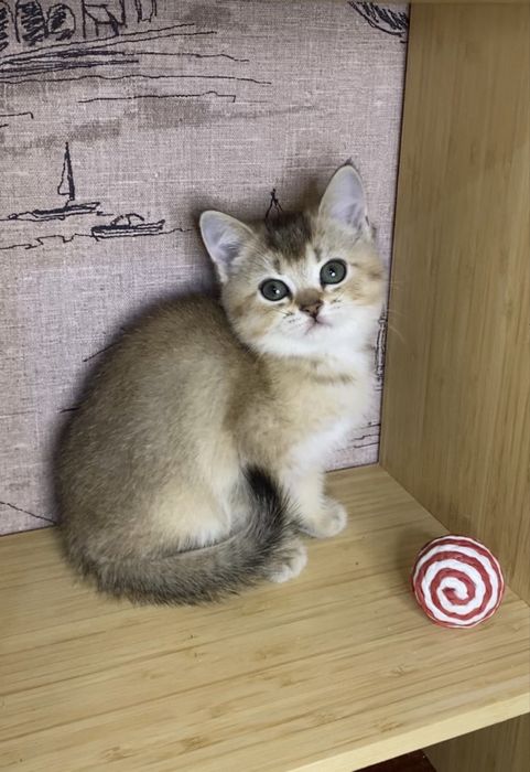 Кошенята золота шиншила