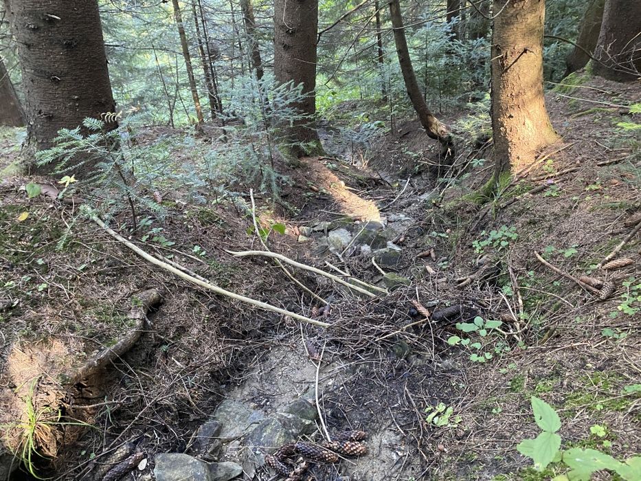 Ділянка в лісі, під будівництво. Вся в деревах
