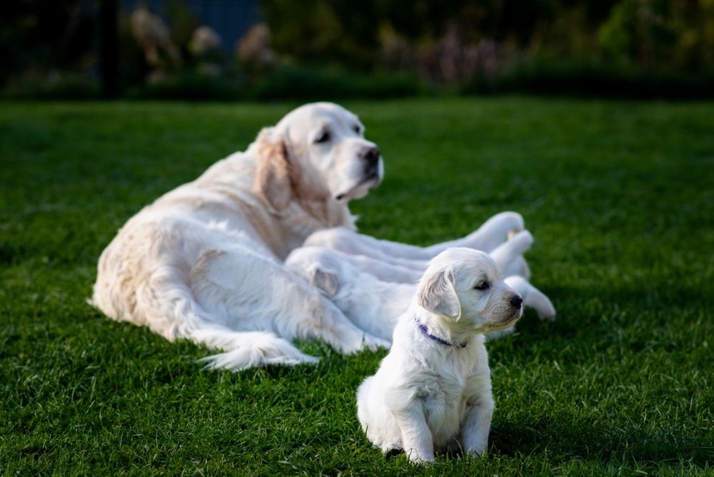 Golden Retriever ZKwP/FCI