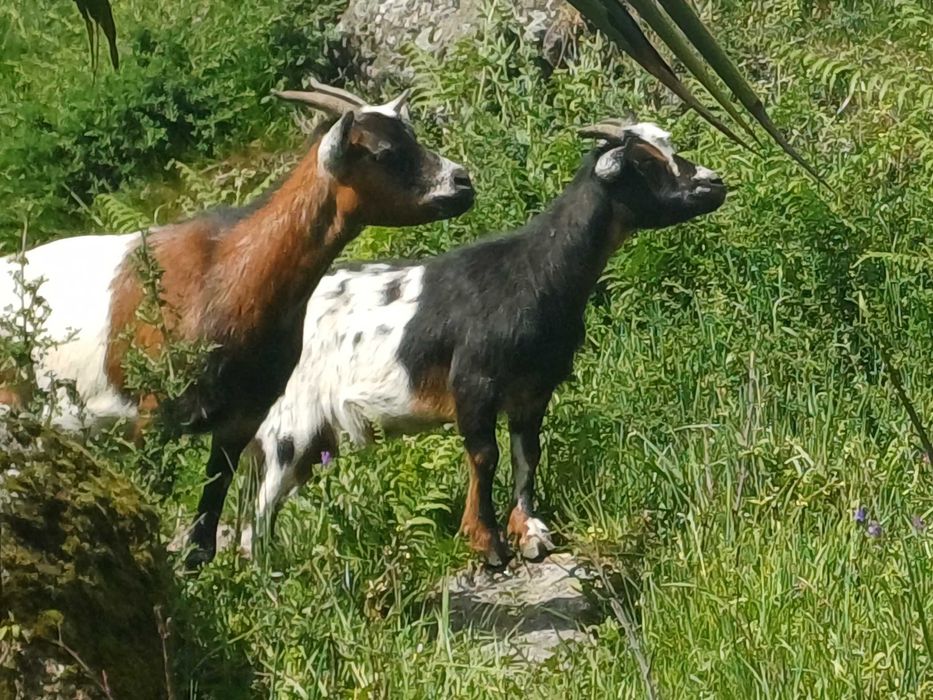 Cabras de estimação