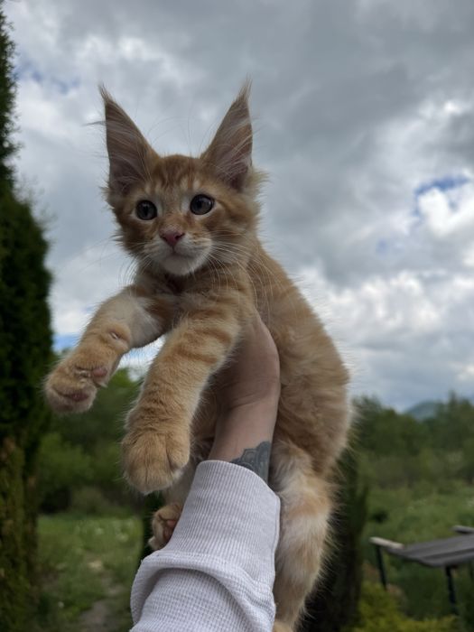 Мейн-Кун Рыжий Мальчик,котята