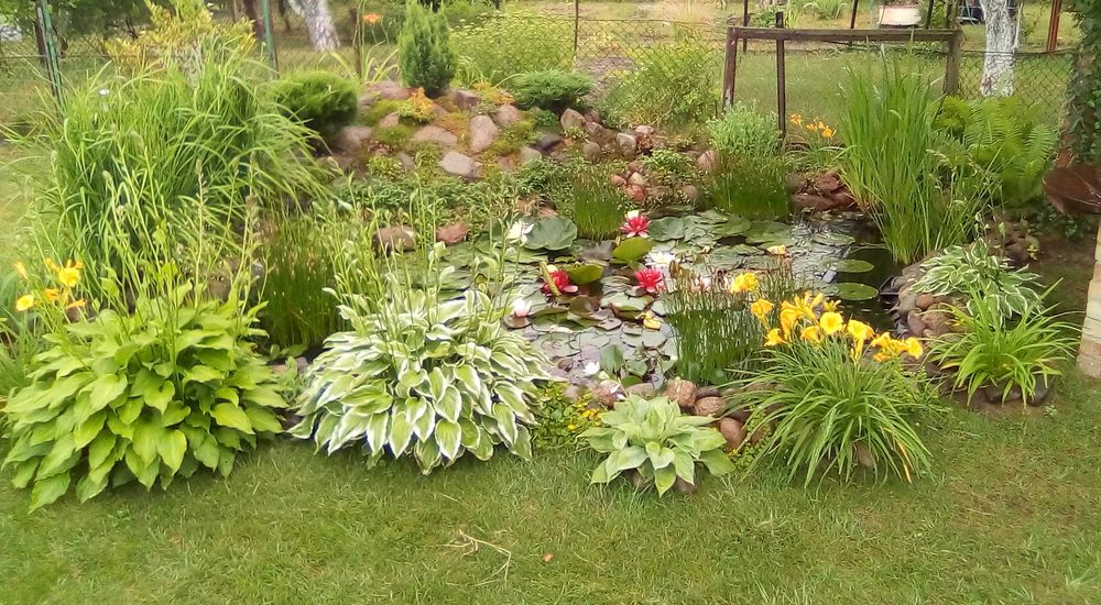 lilie wodne , rośliny strefy błotnej ,oczka wodne, filtry , prefiltry,