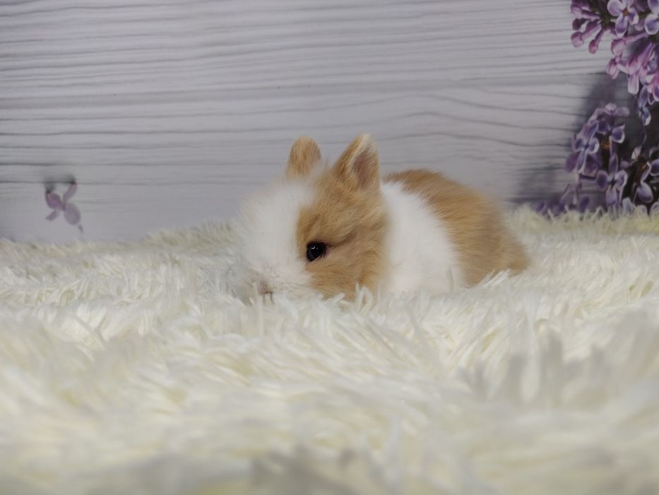 Piękne karzełki Teddy. Maluszki do rezerwacji.