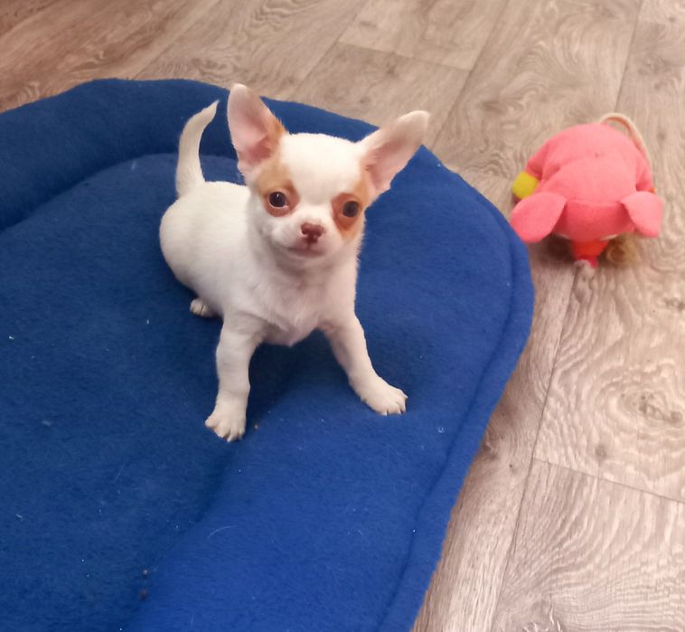 Чихуахуа щенки, девочка и мальчик