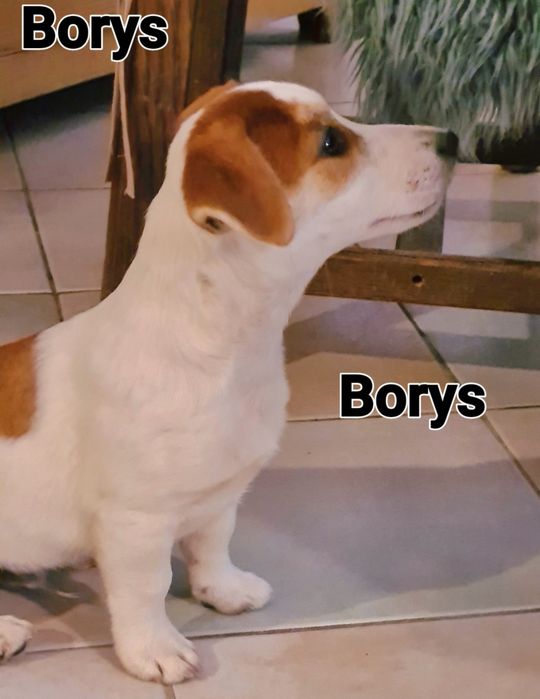 Jack Rusell Terrier gładkowłosy chłopak. Hodowla z 19 letnim stażem