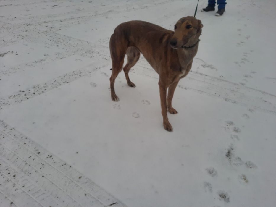 Chart greyhound suka