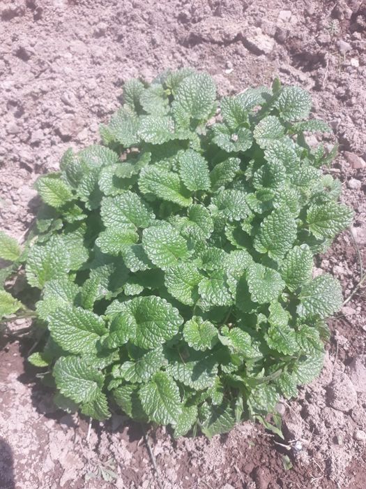 Меліса лимонник..