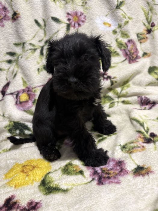 Sznaucer miniaturowy czarny- PIESEK