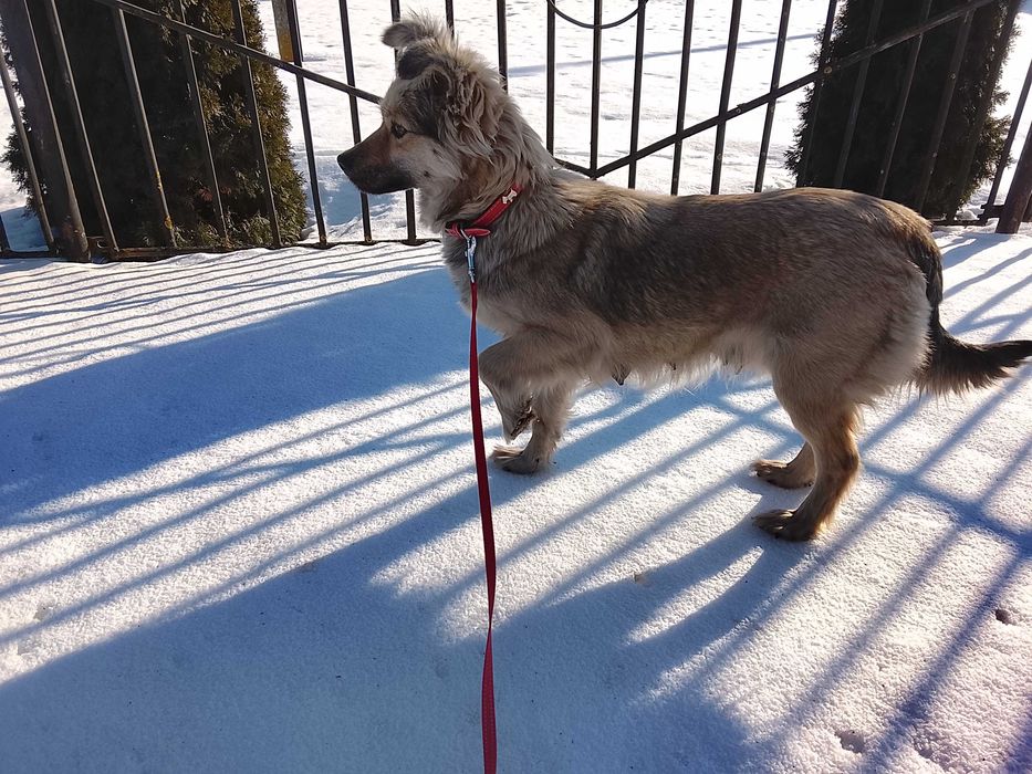 Цуценятко від бездомної собачки шукає дім