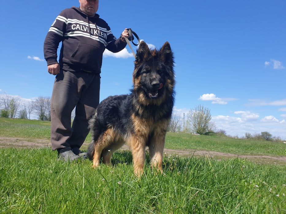 Подросток немецкой овчарки