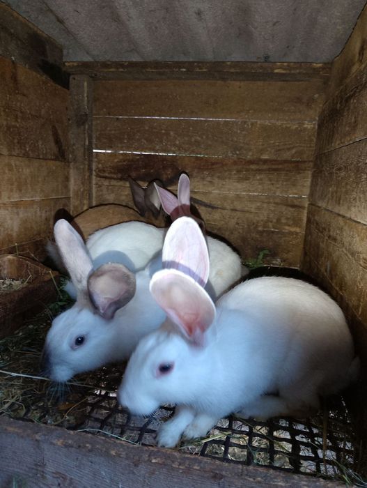 Продам Кролі підлітки