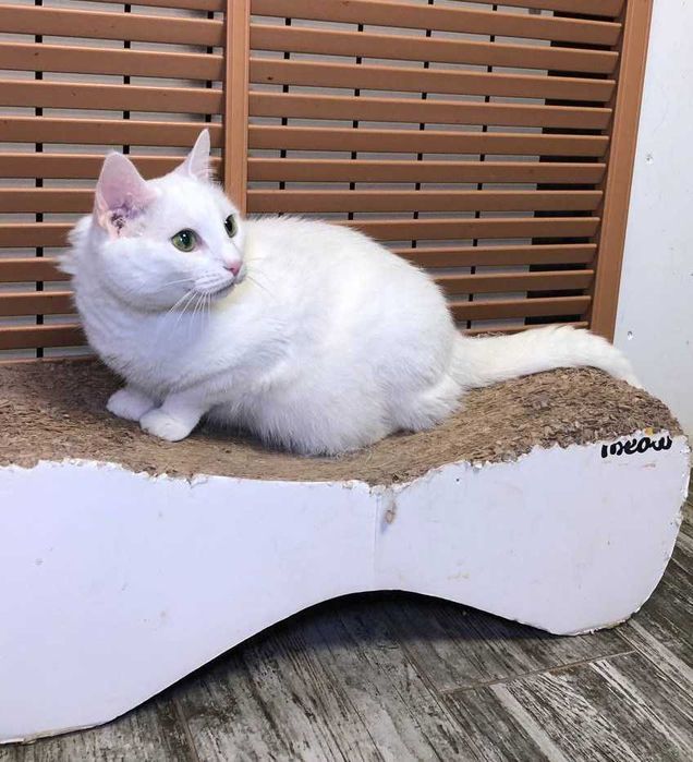 Прекрасная белоснежная кошечка глухая Дана-особенный ангел!