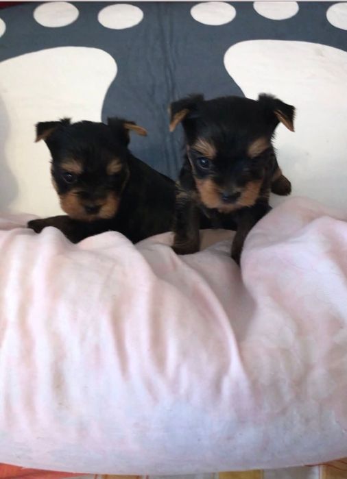 Maluszki szukają domu