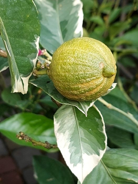 Екзотичні рослини ,цитрусові...