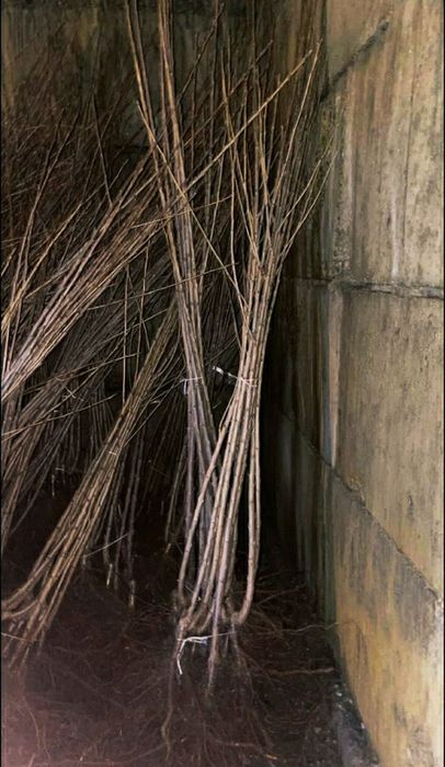 Саджанці черешні, вишні, яблука, груші, сливи, персик, абрикос