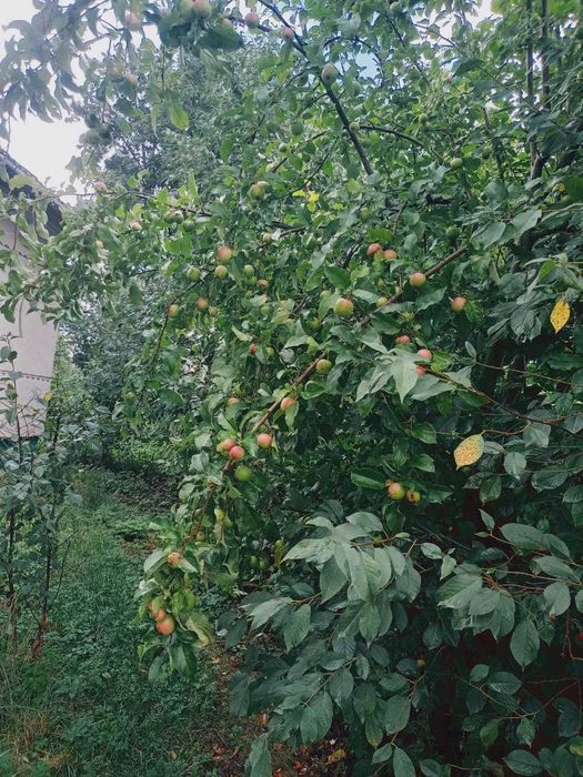 Продається будинок в селі Хлиплі