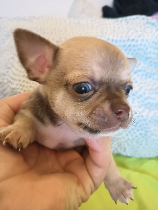 Chihuahua  macho