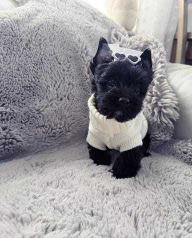 Fêmea Mini Yorkshire Terrier