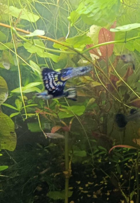 Продам рыбки ГУПИ