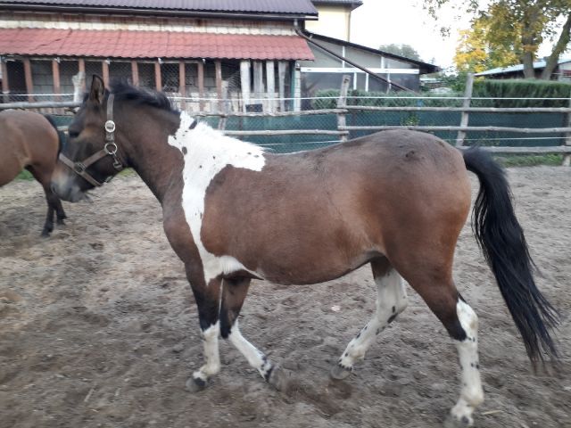 Klaczka huculska srokata