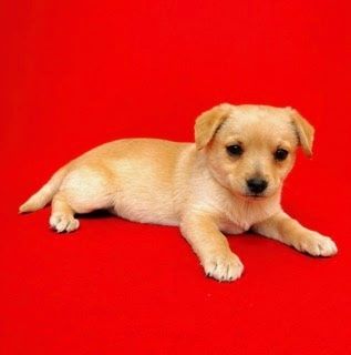 Blanka 3 miesięczna, 2 kg adopcja.