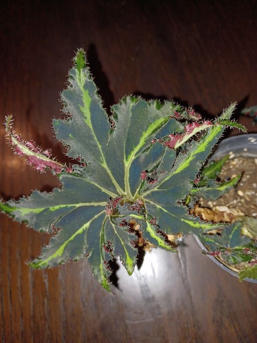 Begonia zestaw liści