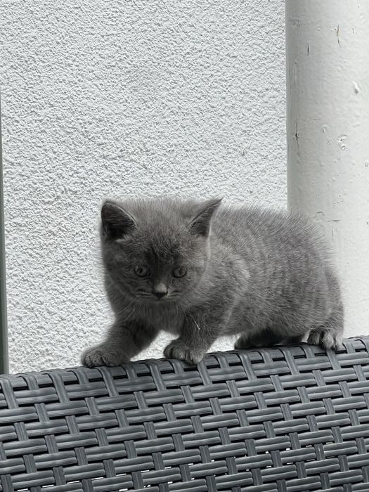 Продають котяти хлопчик і дівчинка