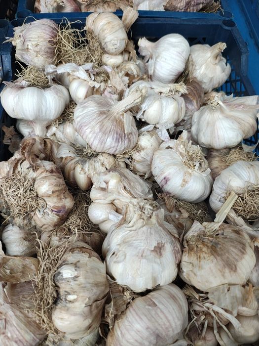 Czosnek  na wagę