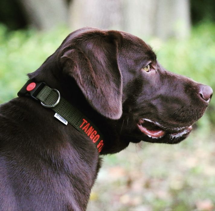 Coleiras Personalizada feita à mão