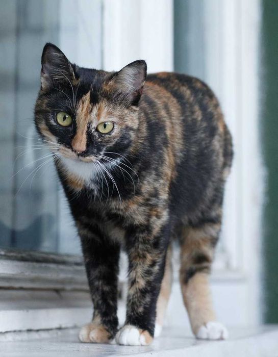 в добрі руки молоденька киця,муркотушка