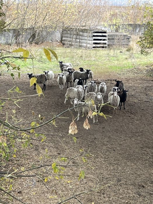 Продам овець, ціна договірна.звертайтися по номеру телефона