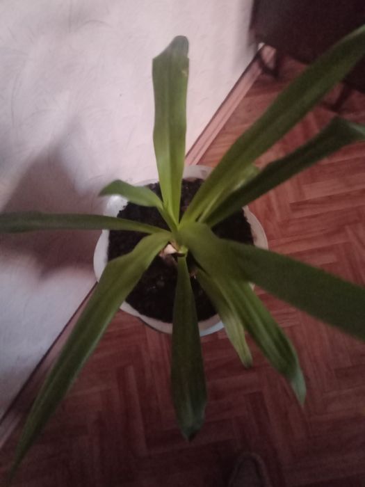 Продам цветок ЮККУ