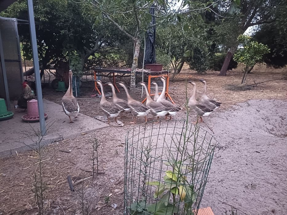 Ganso africano, juniores.