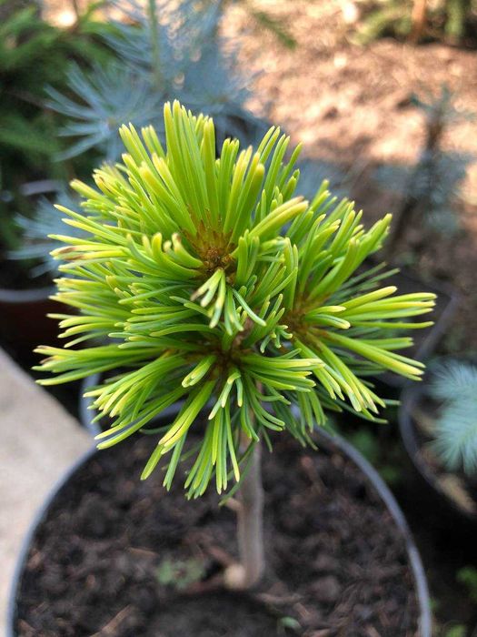 Сосна японская Др.Ландис Голд- 1300грн 2года