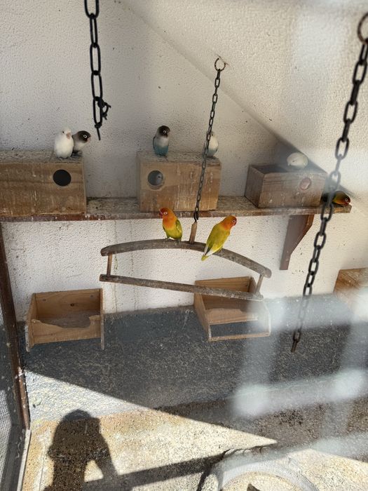 Vende-se 9 Agapórnis