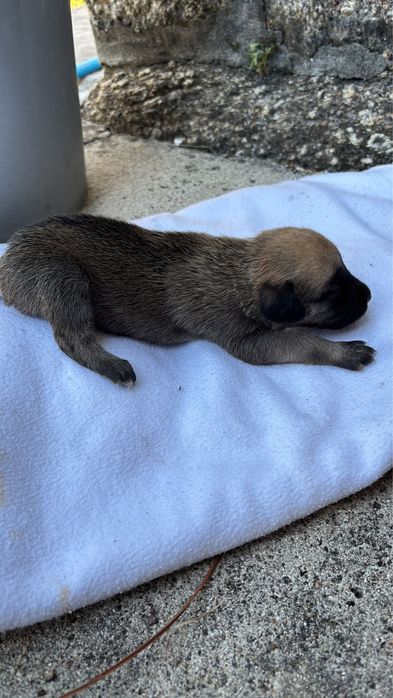 Caes porte pequeno com 2 meses