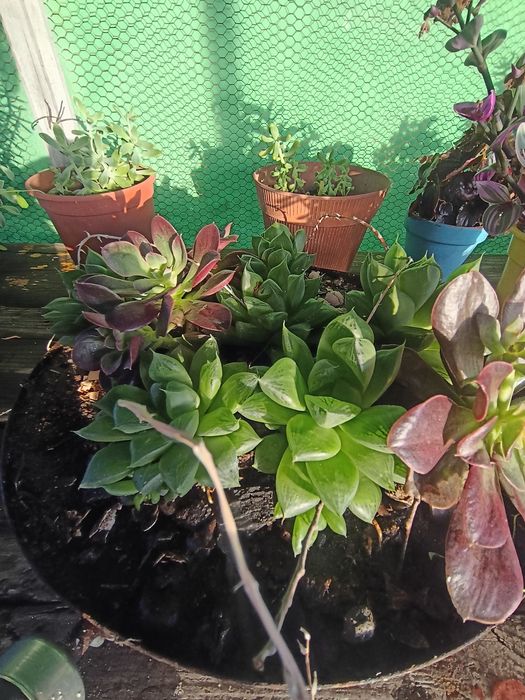 Mini Jardim Suculento – Arranjo Exclusivo em Vaso Vintage Reciclado!