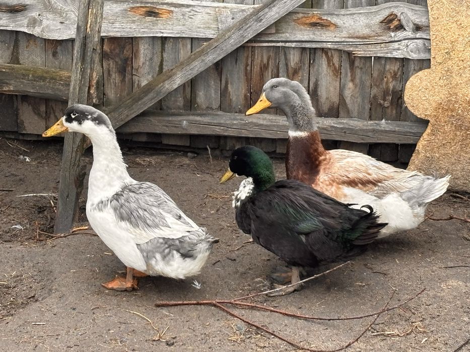 Голубий фаворит селезні