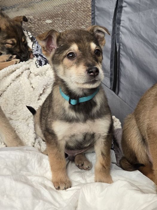 Чарівне цуценя хлопчик шукає родину