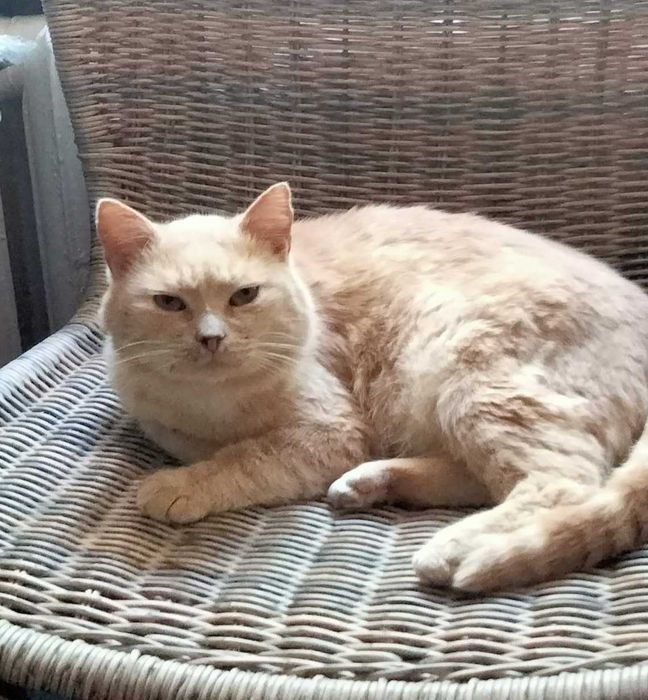 Неймовірно гарний котик шукає родину