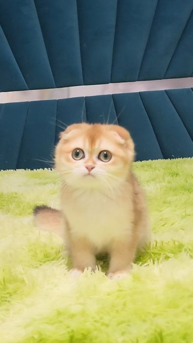 Шотландський хлопчик золота шиншила