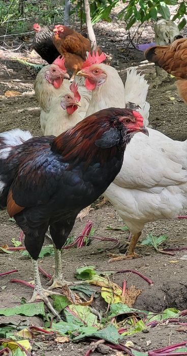 Araucany / Araukany / Bezogoniaste / Duże / Z Wąsami Bakami Pejsami Brodą  ( Koguty ) Młode